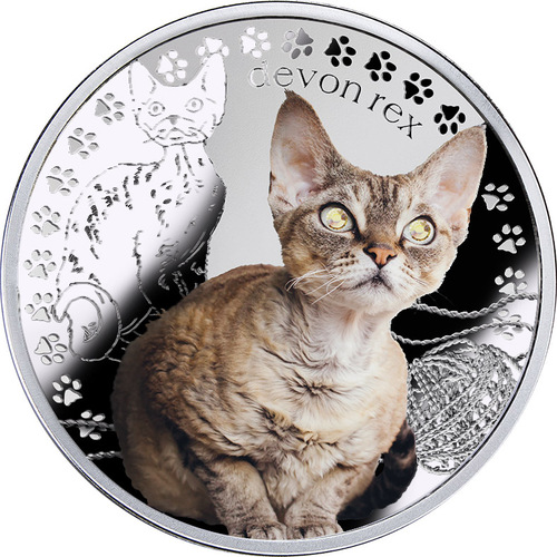 Devon rex, 1 dollar, series: Man's best friends - cats