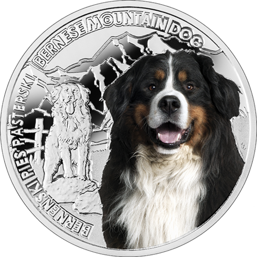 Polish bernese 2024 mountain dog